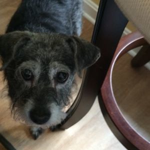 Meet your Posher, Betsy